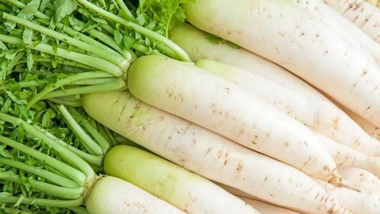 ಜಾಂಡೀಸ್, ಕಾಮಾಲೆಗೂ ಮೂಲಂಗಿ ಮದ್ದು ಜಾಂಡೀಸ್, ಕಾಮಾಲೆಗೂ ಮೂಲಂಗಿ ಮದ್ದು