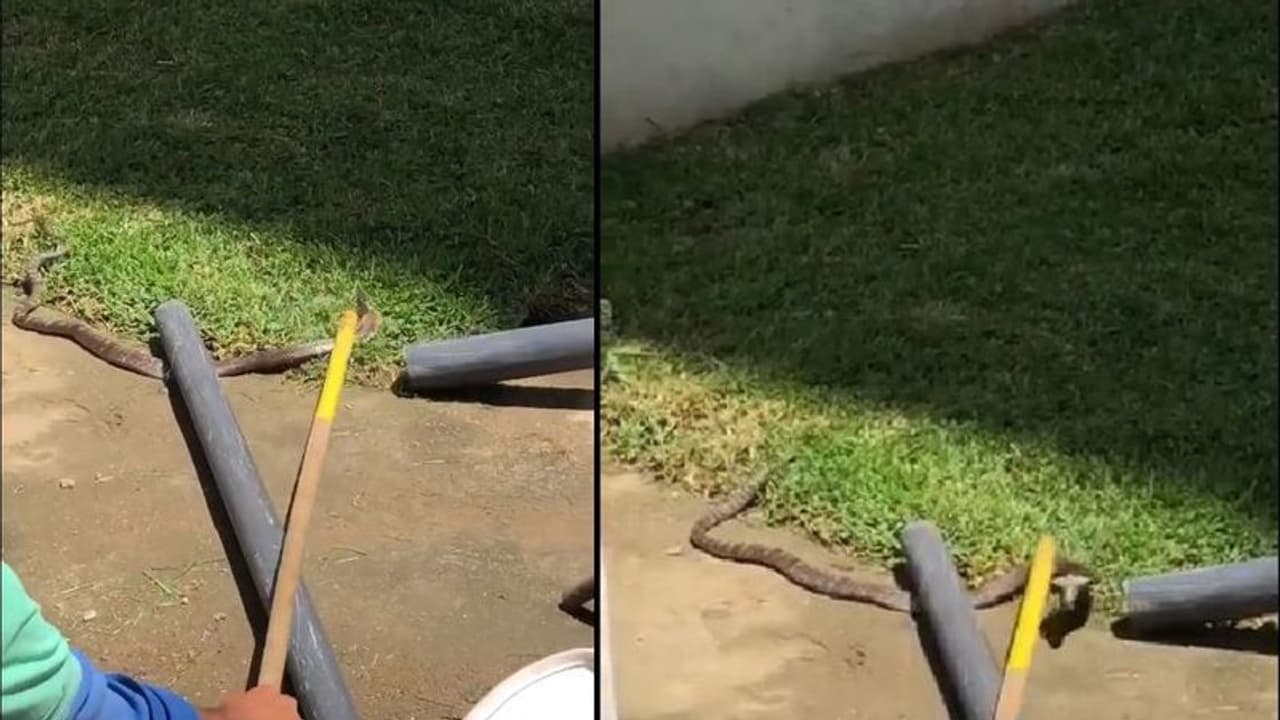 ಏಕದಿನ ಪಂದ್ಯಕ್ಕೂ ಮುನ್ನ ಬೆಚ್ಚಿ ಬಿದ್ದ ಇಂಗ್ಲೆಂಡ್ ಕ್ರೀಸ್ನಲ್ಲಿ ಹಾವು ಪ್ರತ್ಯಕ್ಷ! ಏಕದಿನ ಪಂದ್ಯಕ್ಕೂ ಮುನ್ನ ಬೆಚ್ಚಿ ಬಿದ್ದ ಇಂಗ್ಲೆಂಡ್ ಕ್ರೀಸ್ನಲ್ಲಿ ಹಾವು ಪ್ರತ್ಯಕ್ಷ!