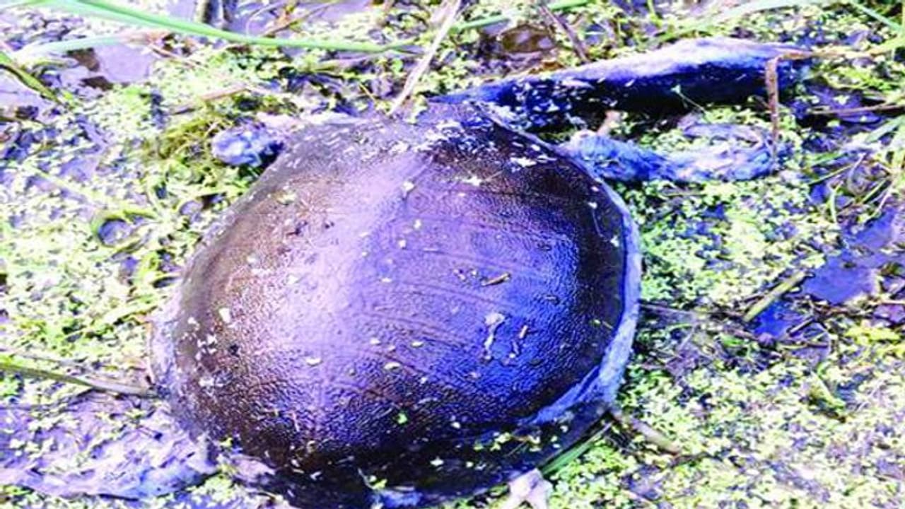 കുട്ടനാടന് ജലാശയങ്ങളില് ആമകള് ചത്തൊടുങ്ങുന്നു കുട്ടനാടന് ജലാശയങ്ങളില് ആമകള് ചത്തൊടുങ്ങുന്നു