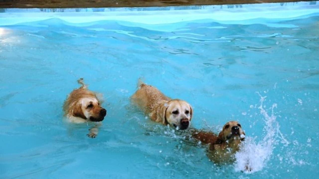 ಬೆಂಗಳೂರಿನಲ್ಲಿ ಸಾಕುಪ್ರಾಣಿಗಳಿಗೆಂದೇ ಇದೆ ವಿಶಿಷ್ಟ ರೆಸಾರ್ಟ್