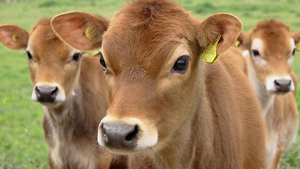 ഉത്തർപ്രദേശിൽ 'പശുക്കുട്ടി'യെ ബലാത്സംഗം ചെയ്ത് കൊന്ന സംഭവത്തില് പ്രതിഷേധം ശക്തമാകുന്നു ഉത്തർപ്രദേശിൽ 'പശുക്കുട്ടി'യെ ബലാത്സംഗം ചെയ്ത് കൊന്ന സംഭവത്തില് പ്രതിഷേധം ശക്തമാകുന്നു