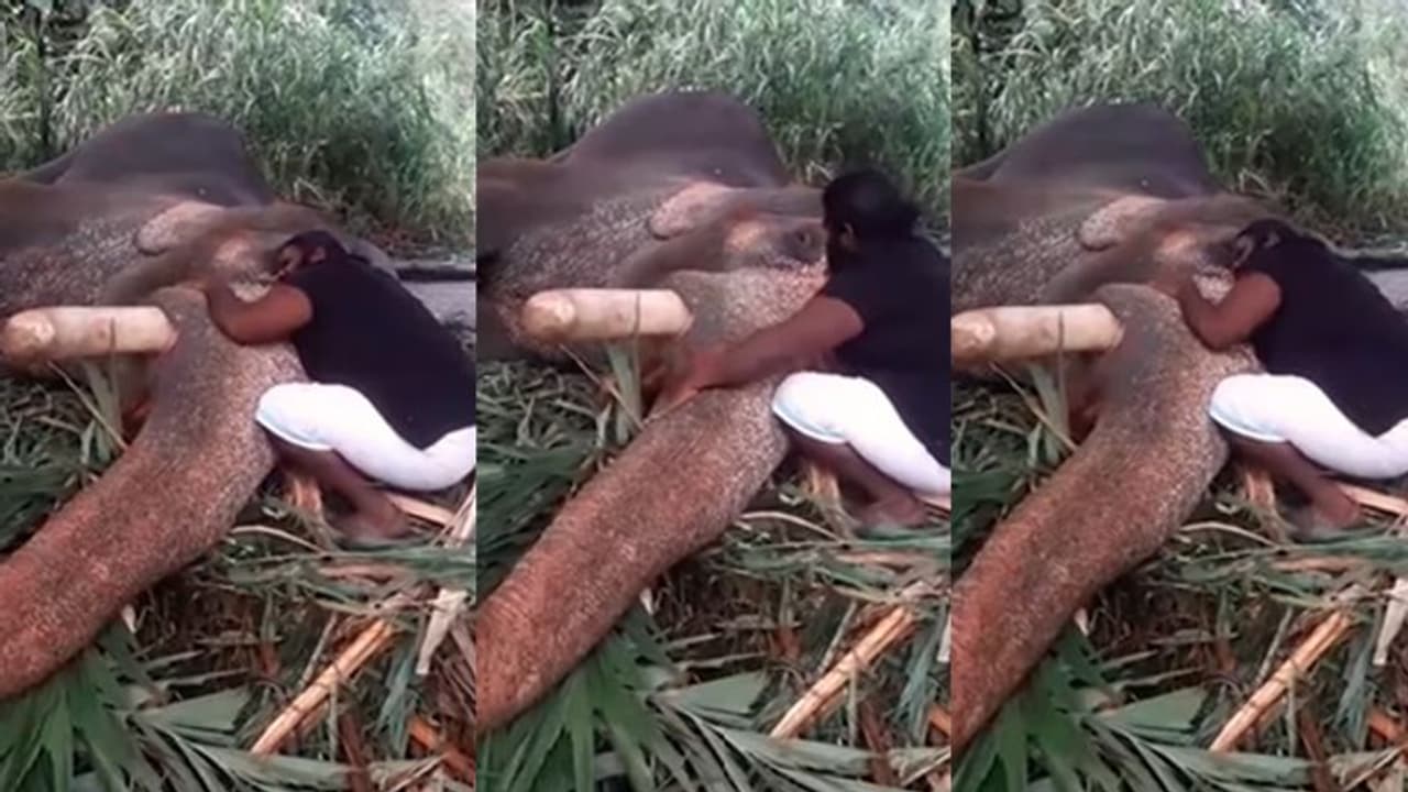 ആനയ്ക്കൊരു താരാട്ട്; അല്ലിയിളം പൂവോ.. ഇല്ലിമുളം തേനോ.. ആനയ്ക്കൊരു താരാട്ട്; അല്ലിയിളം പൂവോ.. ഇല്ലിമുളം തേനോ..