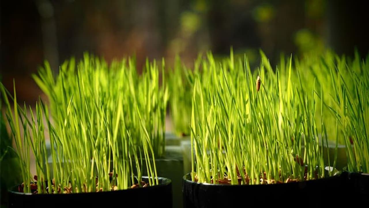 വൃക്ഷത്തൈ നട്ട് പരിപാലിച്ചാല് മതി, ഇവിടെ പരീക്ഷയില് പത്ത് മാര്ക്ക് അധികം കിട്ടും വൃക്ഷത്തൈ നട്ട് പരിപാലിച്ചാല് മതി, ഇവിടെ പരീക്ഷയില് പത്ത് മാര്ക്ക് അധികം കിട്ടും