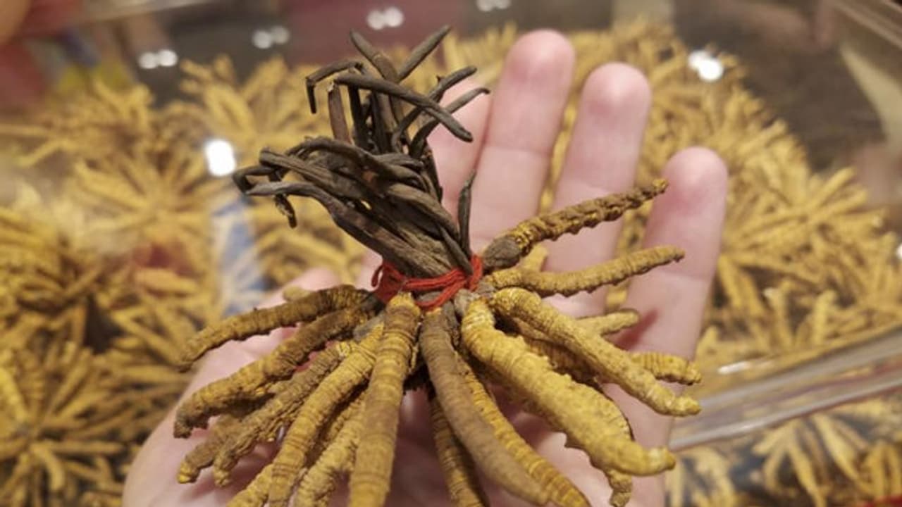 സ്വര്ണത്തേക്കാള് വിലയേറിയ 'ഫംഗസ്' വംശനാശ ഭീഷണിയിൽ സ്വര്ണത്തേക്കാള് വിലയേറിയ 'ഫംഗസ്' വംശനാശ ഭീഷണിയിൽ