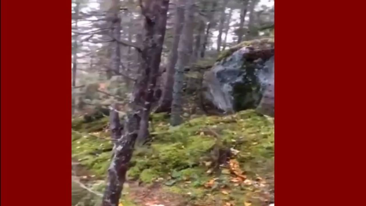 ശ്വസിക്കുന്ന കാട് പിന്നിലുള്ള ശാസ്ത്ര രഹസ്യം പുറത്ത് ശ്വസിക്കുന്ന കാട് പിന്നിലുള്ള ശാസ്ത്ര രഹസ്യം പുറത്ത്