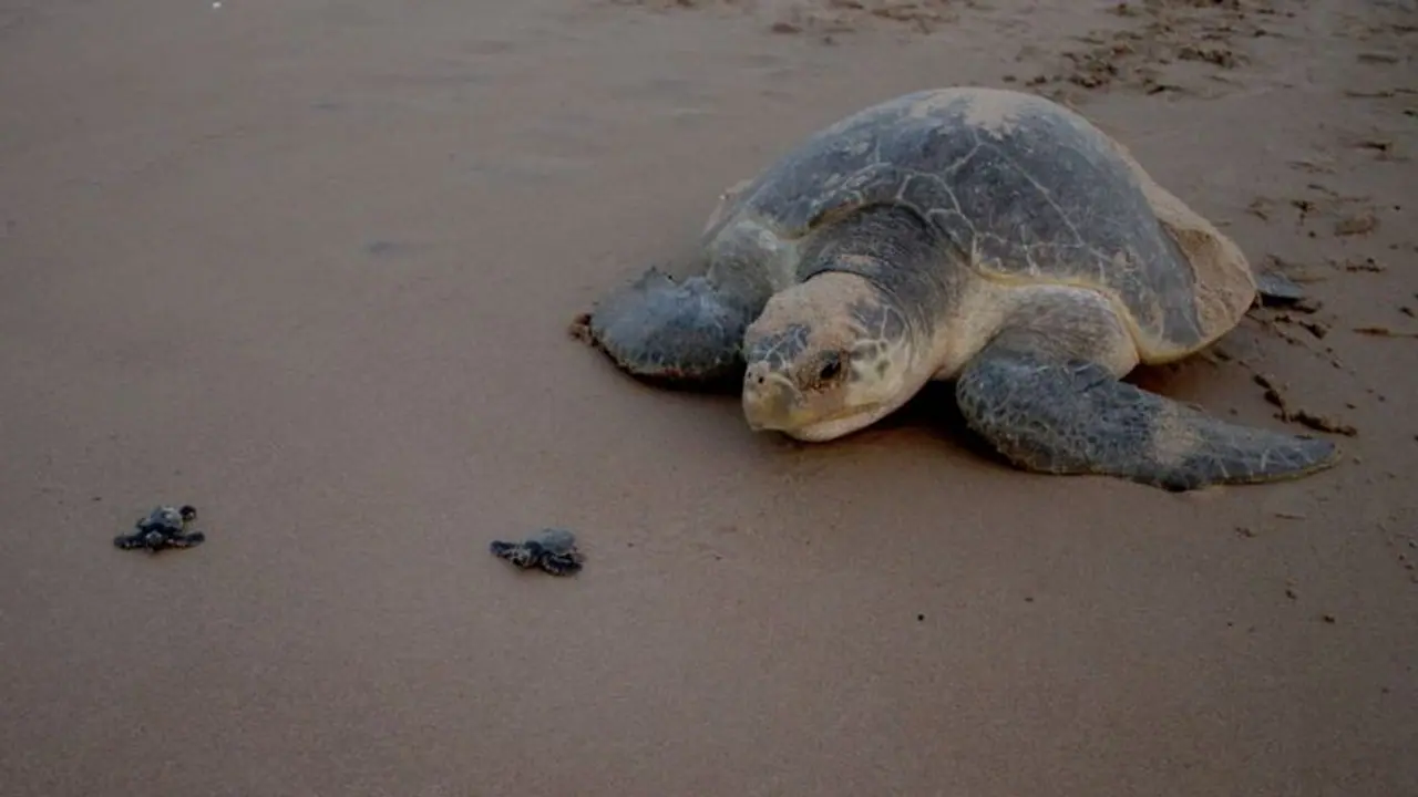 600 Olive Ridley turtles wash ashore: Are we failing the endangered?