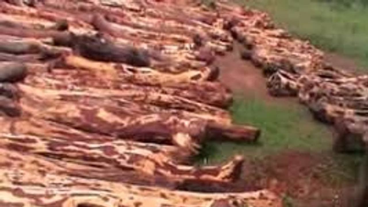 తిరుపతి అడవుల్లో ఎర్రచందనం స్మగ్లర్ల హల్ చల్... టాస్క్ ఫోర్స్ సిబ్బందిపై రాళ్ల దాడి