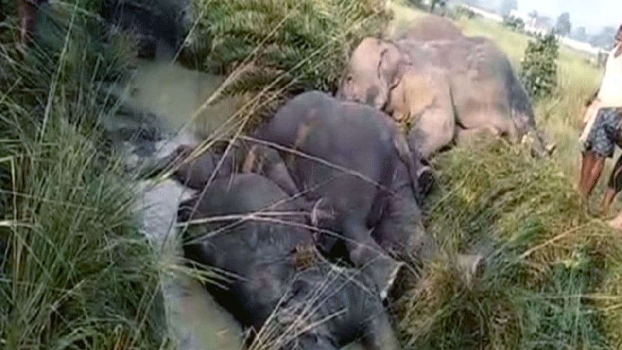 7 ಆನೆಗಳ ದುರಂತ ಸಾವು