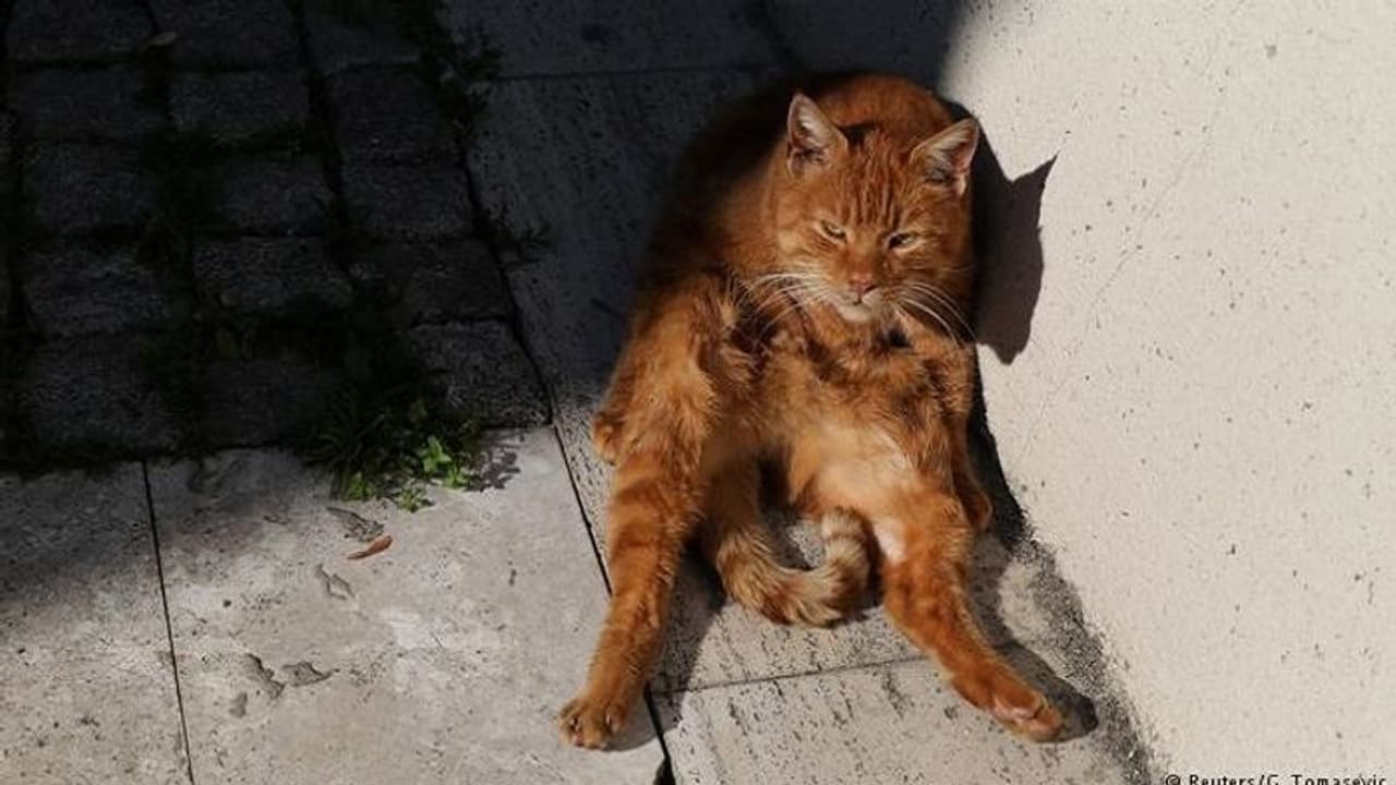 ಬೆಕ್ಕಿನ ಜೊತೆ ಸೆಕ್ಸ್ ಮಾಡುತ್ತಿದ್ದ ವ್ಯಕ್ತಿಯನ್ನ ಮಹಿಳೆ ಮಾಡಿದ್ದೇನು ಗೊತ್ತಾ? ಬೆಕ್ಕಿನ ಜೊತೆ ಸೆಕ್ಸ್ ಮಾಡುತ್ತಿದ್ದ ವ್ಯಕ್ತಿಯನ್ನ ಮಹಿಳೆ ಮಾಡಿದ್ದೇನು ಗೊತ್ತಾ?