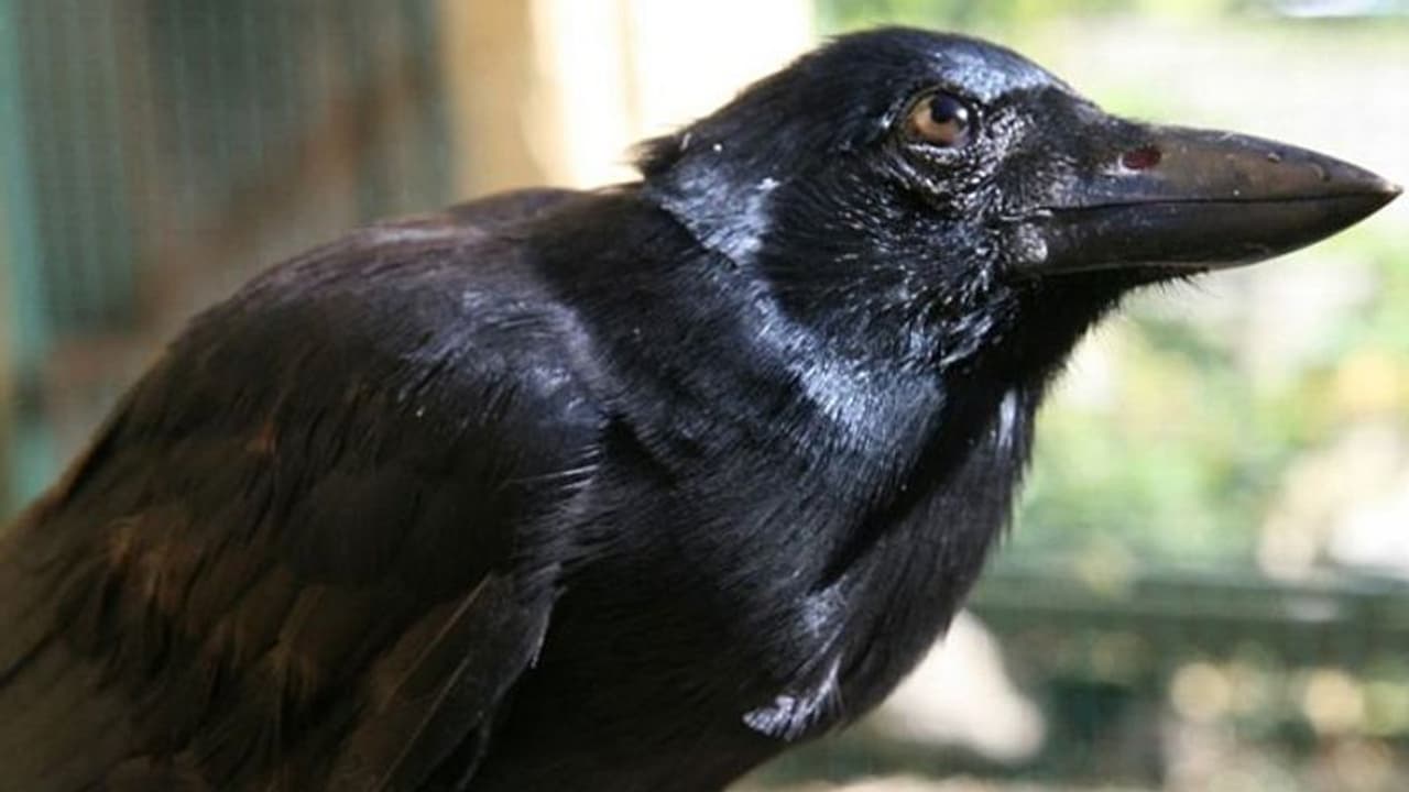 വീഡിയോ: ഇതാണോ ലോകത്തിലെ ഏറ്റവും ബുദ്ധിയുള്ള കാക്ക? വീഡിയോ: ഇതാണോ ലോകത്തിലെ ഏറ്റവും ബുദ്ധിയുള്ള കാക്ക?
