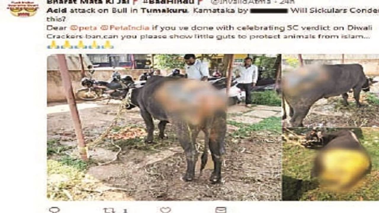 ಗೂಳಿ ಮೇಲೆ ಆ್ಯಸಿಡ್ ದಾಳಿ?