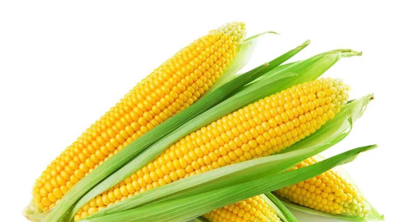 ചോളത്തിന്റെ ഈ പോഷക ഗുണങ്ങള് അറിയാതെ പോകരുത് ചോളത്തിന്റെ ഈ പോഷക ഗുണങ്ങള് അറിയാതെ പോകരുത്