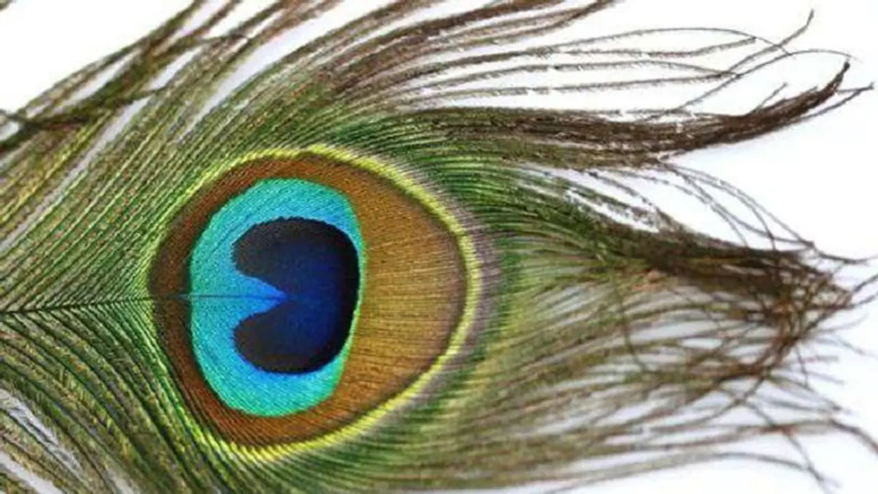 importance of peacock feathers: ময়ূরের পালকের গুরুত্ব অপরিসীম, জেনে নিন কিভাবে কাজে লাগাবেন