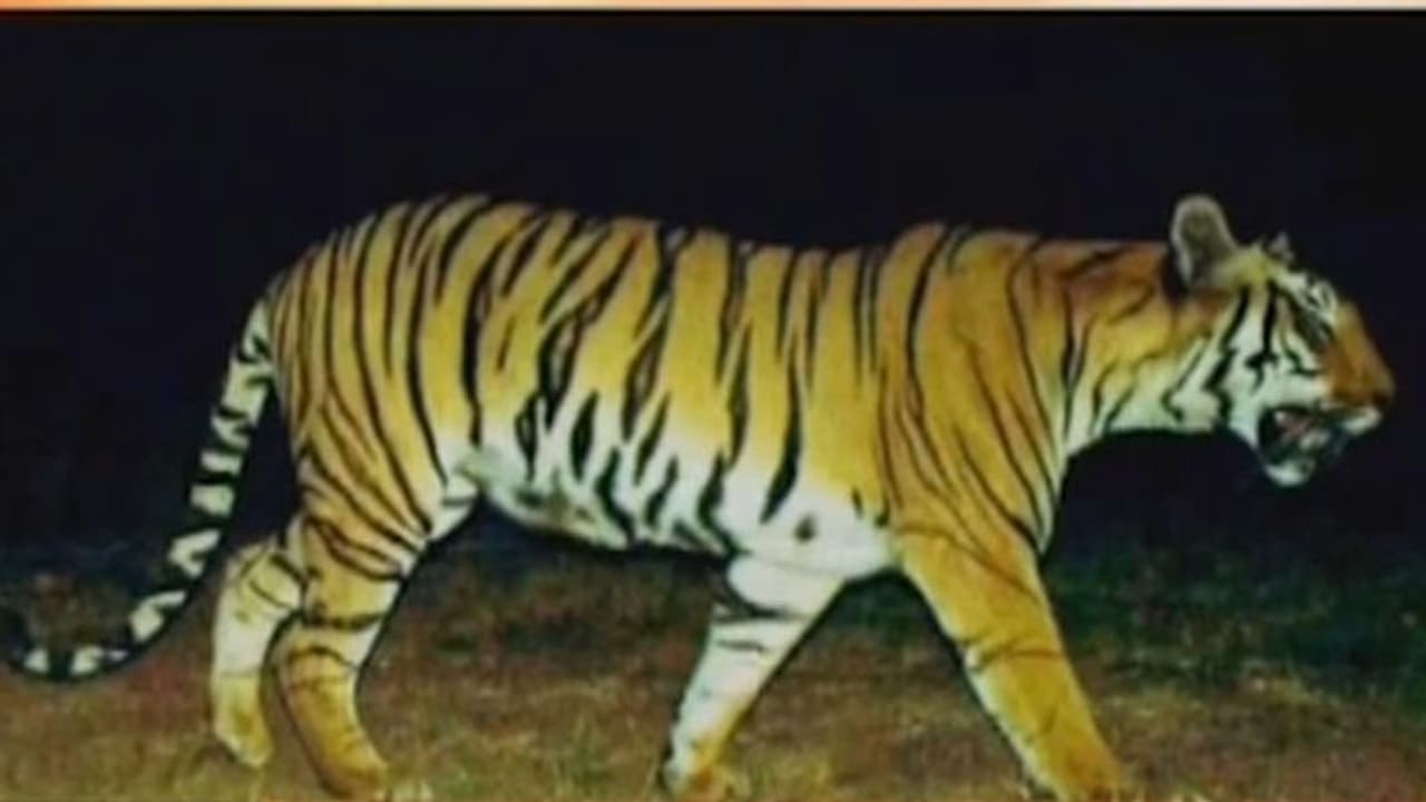 13 ಜನರ ಹಂತಕ ಹುಲಿ ಶಾರ್ಪ್ ಶೂಟರ್ ಗೆ ಬಲಿ