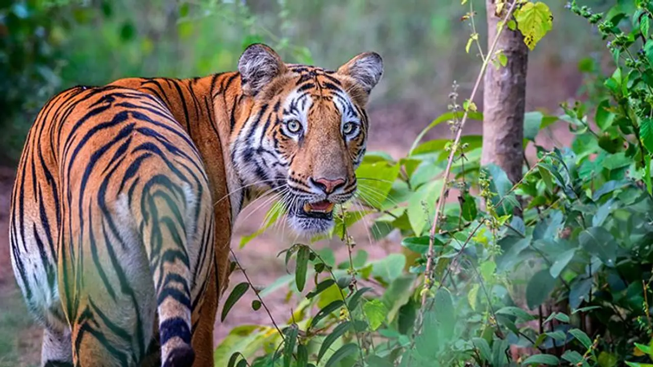 Autopsy report calls tigress' 'killer' Asghar's self defence bluff