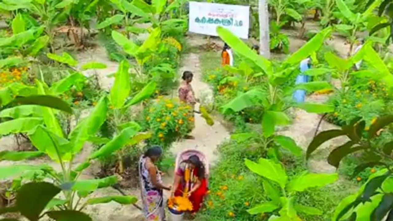 വാഴകൃഷിയില് വിജയം കൊയ്ത് വീട്ടമ്മമാര് വാഴകൃഷിയില് വിജയം കൊയ്ത് വീട്ടമ്മമാര്