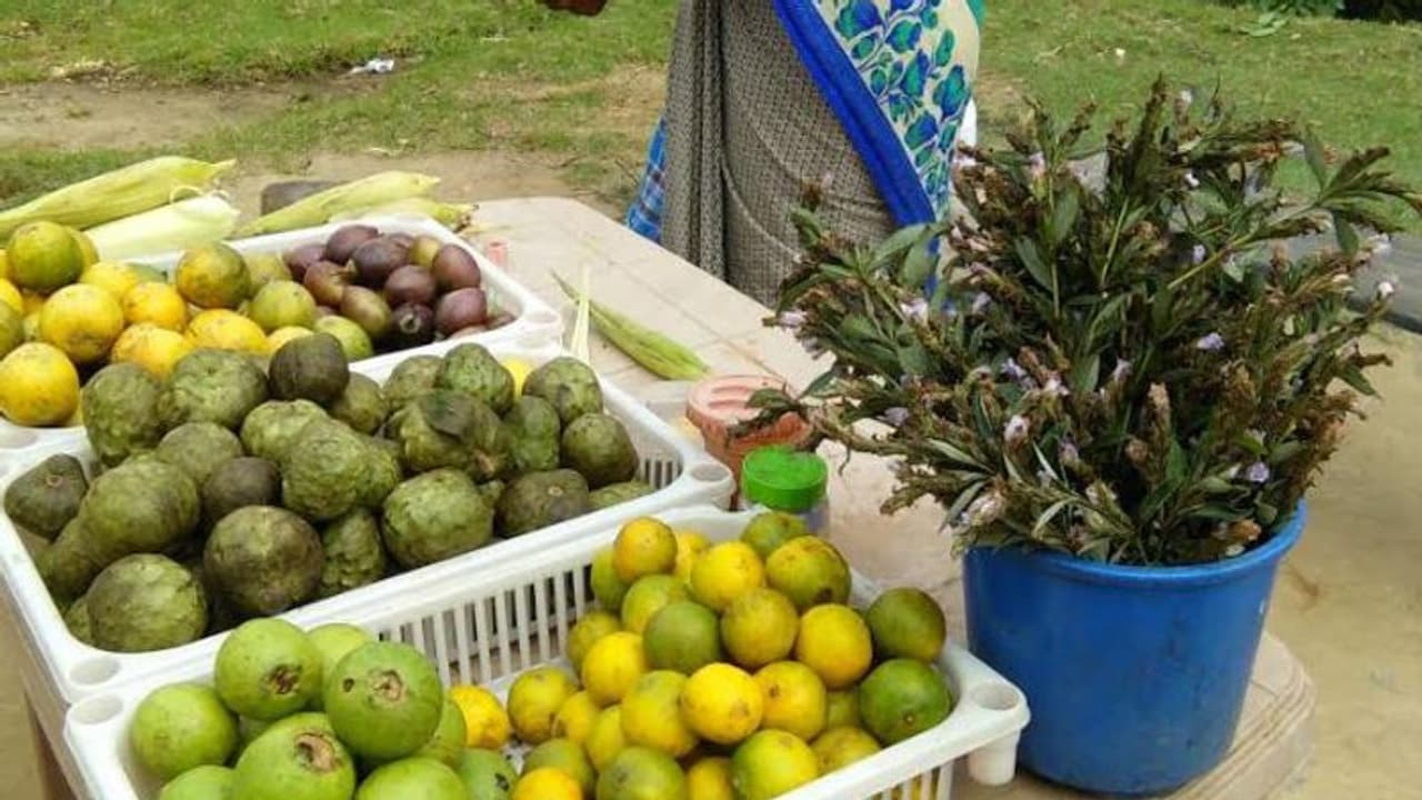 നീലകുറിഞ്ഞി പറിക്കുന്നത് കുറ്റകരമെന്ന് വനംവകുപ്പ്; വില്പ്പനയ്ക്ക് വച്ച് കച്ചവടക്കാര് നീലകുറിഞ്ഞി പറിക്കുന്നത് കുറ്റകരമെന്ന് വനംവകുപ്പ്; വില്പ്പനയ്ക്ക് വച്ച് കച്ചവടക്കാര്