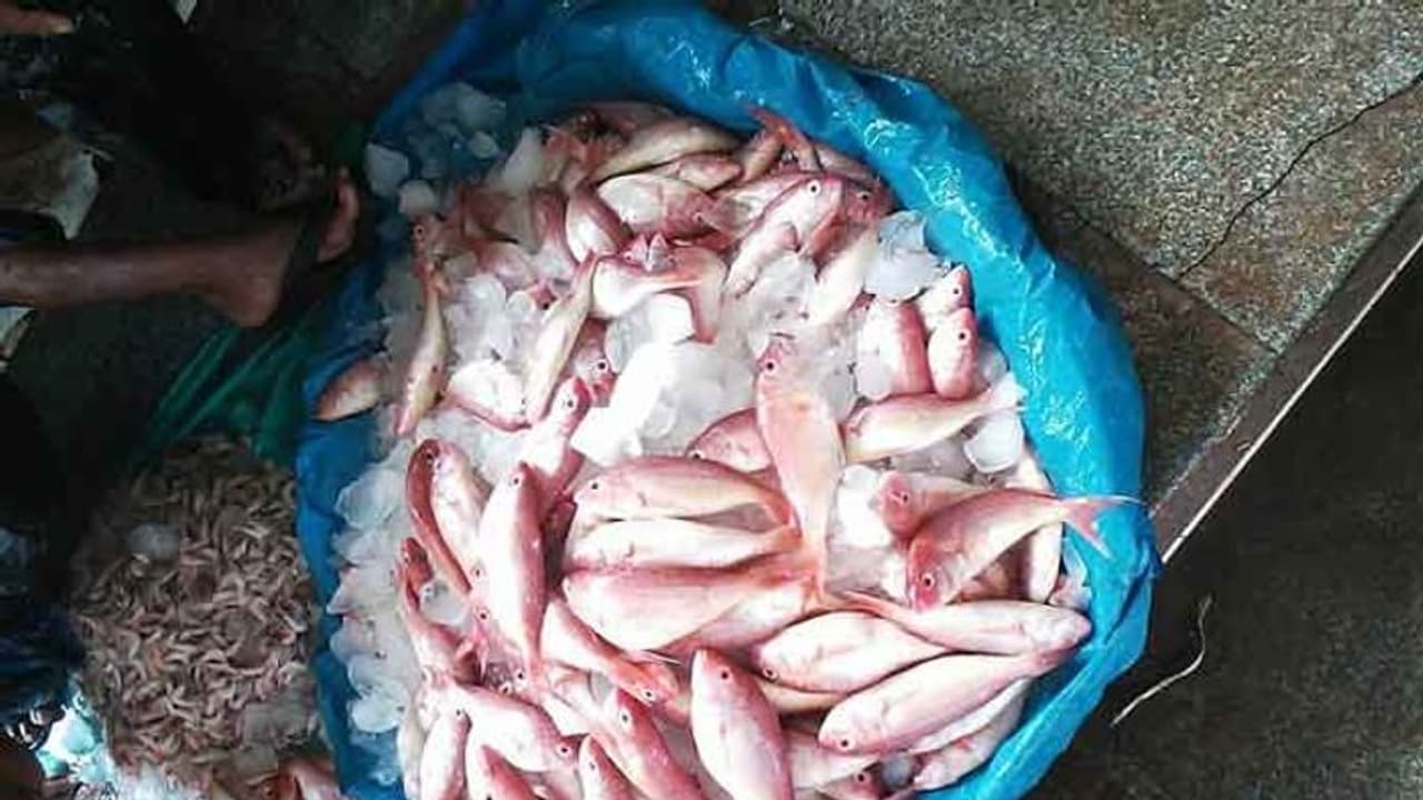 Goa says no to 'formalin laced' fish from Karnataka
