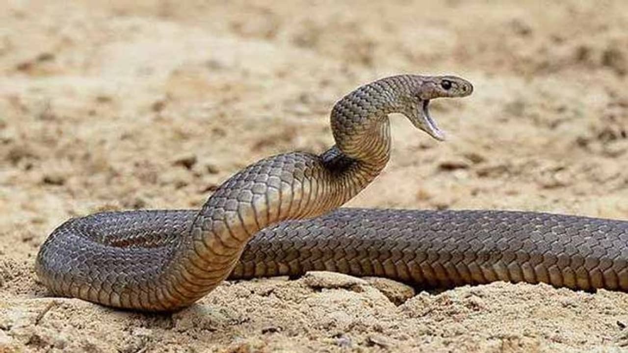 దివిసీమలో మళ్లీ పాముల కలకలం.. 7 పాములను కొట్టి చంపిన జనం దివిసీమలో మళ్లీ పాముల కలకలం.. 7 పాములను కొట్టి చంపిన జనం