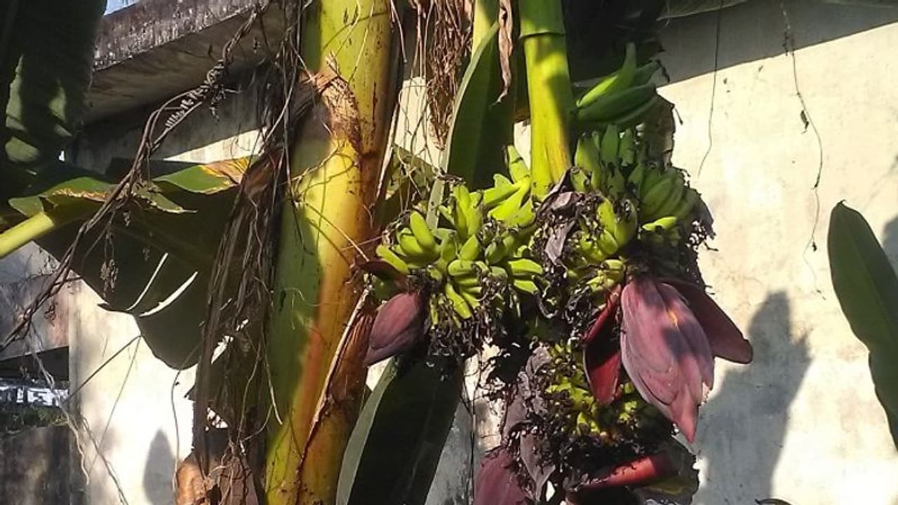 അഞ്ച് കുലയും അഞ്ച് കൂമ്പുകളുമായി 'അത്ഭുത വാഴ' അഞ്ച് കുലയും അഞ്ച് കൂമ്പുകളുമായി 'അത്ഭുത വാഴ'