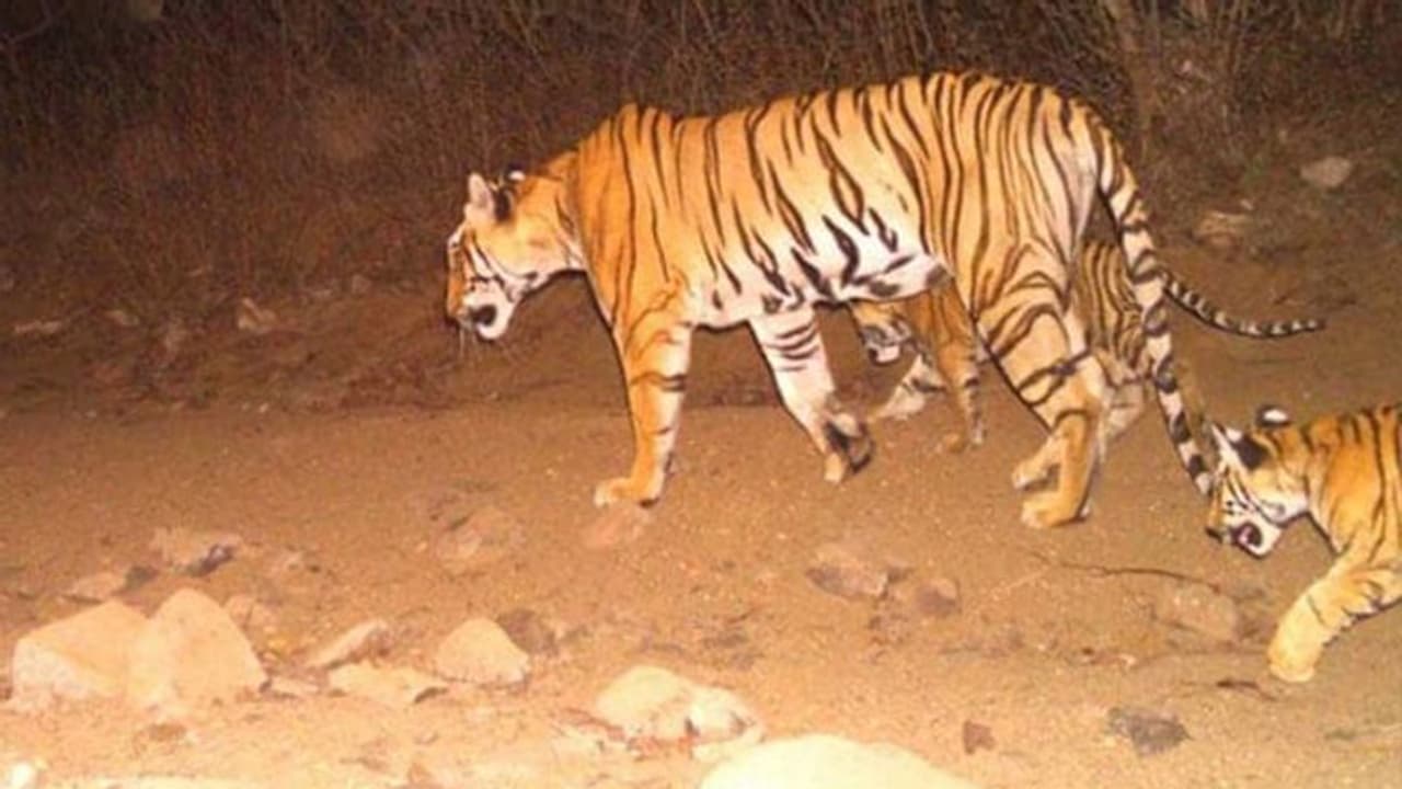 അവ്നിയുടെ കുഞ്ഞുങ്ങളെ കണ്ടെത്തി; അമ്മയില്ലാതെ അതിജീവിക്കും എന്ന് അധികൃതര് അവ്നിയുടെ കുഞ്ഞുങ്ങളെ കണ്ടെത്തി; അമ്മയില്ലാതെ അതിജീവിക്കും എന്ന് അധികൃതര്