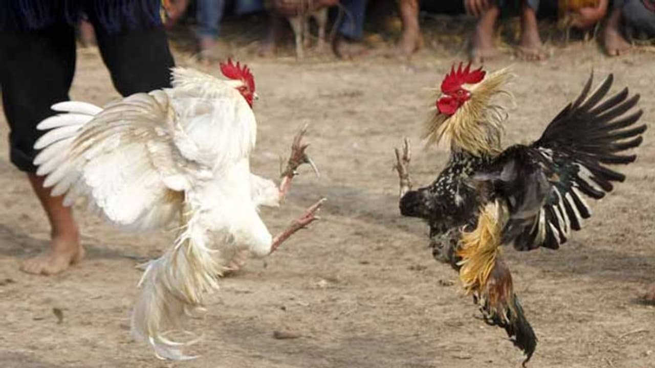 మొదలైన సంక్రాంతి సందడి... ఆన్లైన్లో పందెం కోళ్లు మొదలైన సంక్రాంతి సందడి... ఆన్లైన్లో పందెం కోళ్లు