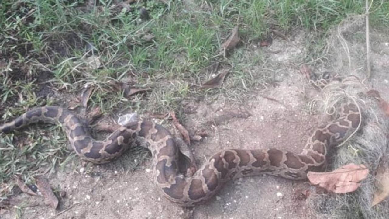 തോട്ടിലെ നീരൊഴുക്ക് തടസപ്പെട്ടു; വൃത്തിയാക്കാനിറങ്ങിയപ്പോള് പെരുമ്പാമ്പ് തോട്ടിലെ നീരൊഴുക്ക് തടസപ്പെട്ടു; വൃത്തിയാക്കാനിറങ്ങിയപ്പോള് പെരുമ്പാമ്പ്