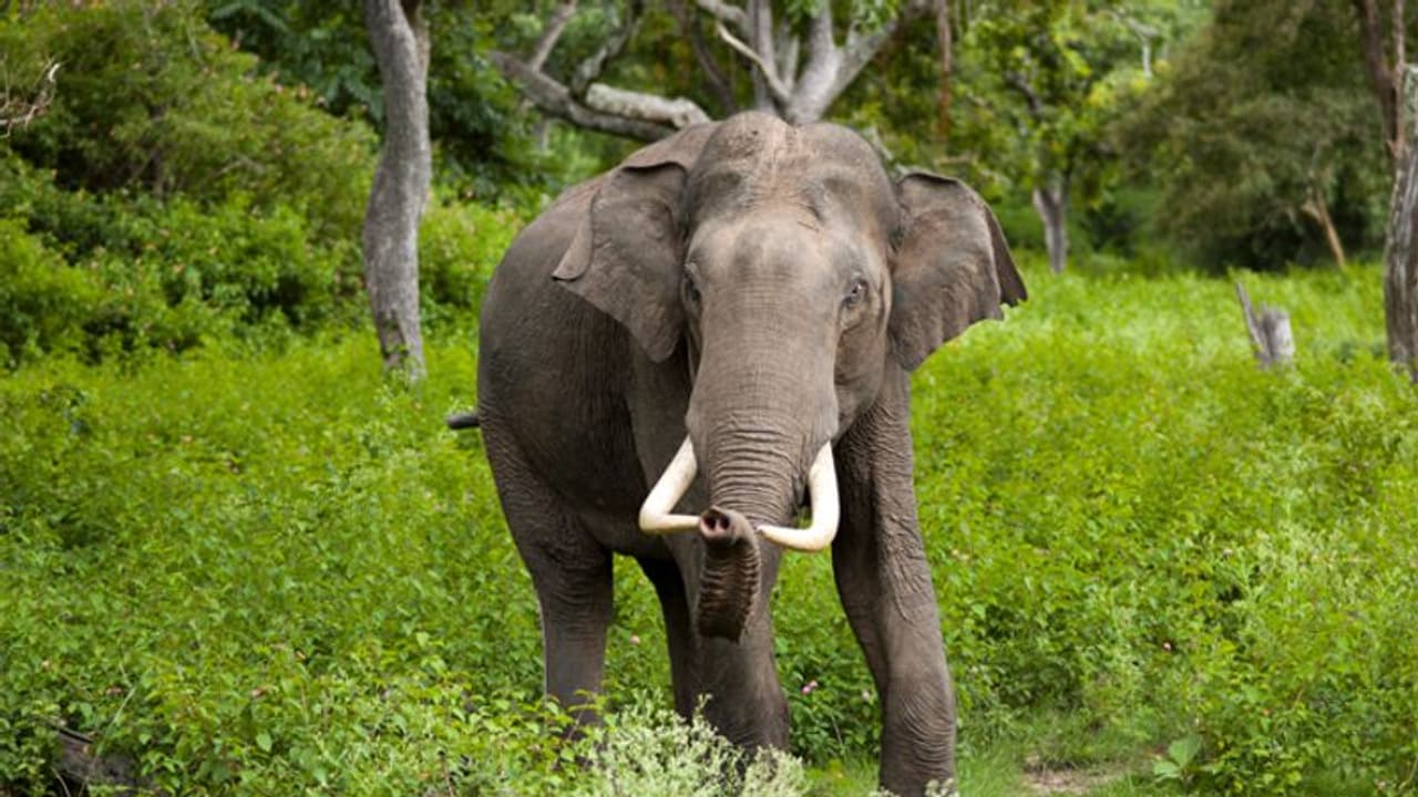 എല്ലാ സൗകര്യങ്ങളോടും കൂടി മഥുരയില് ആനകള്ക്കായി ഒരു ആശുപത്രി എല്ലാ സൗകര്യങ്ങളോടും കൂടി മഥുരയില് ആനകള്ക്കായി ഒരു ആശുപത്രി
