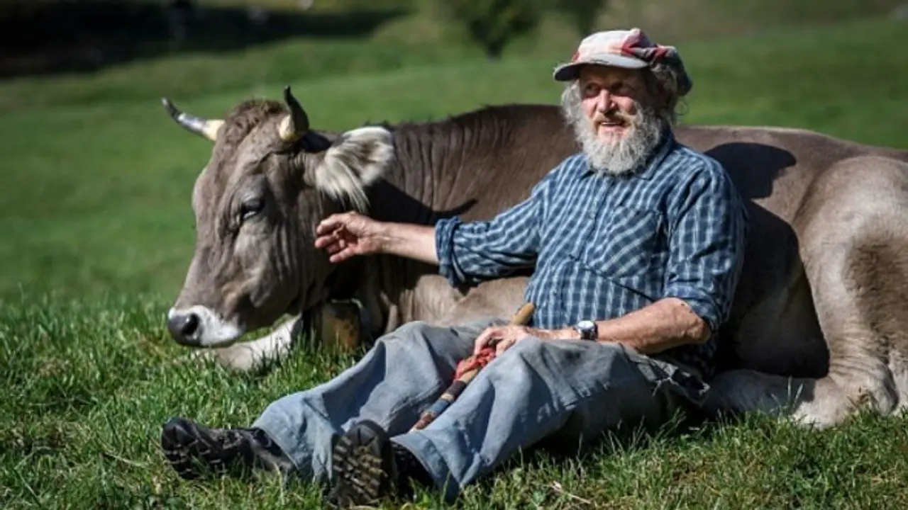Swiss referendum to decide whether cows should have horns