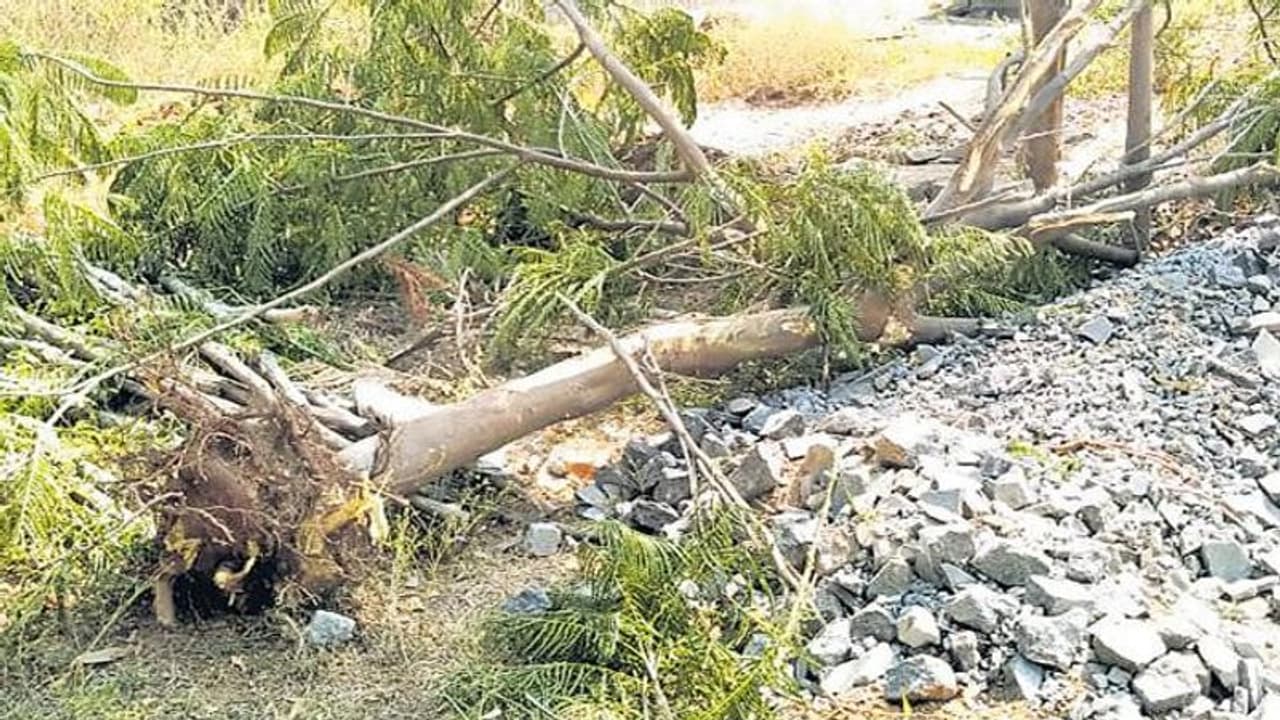 కేసీఆర్ మొక్కను నరికేశారు కేసీఆర్ మొక్కను నరికేశారు