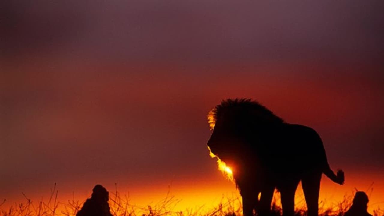 వేట కోసం గ్రామంలోకి అడుగుపెట్టిన సింహం.. తరిమికొట్టిన వీధి కుక్కలు.. సోషల్ మీడియాలో వీడియో వైరల్