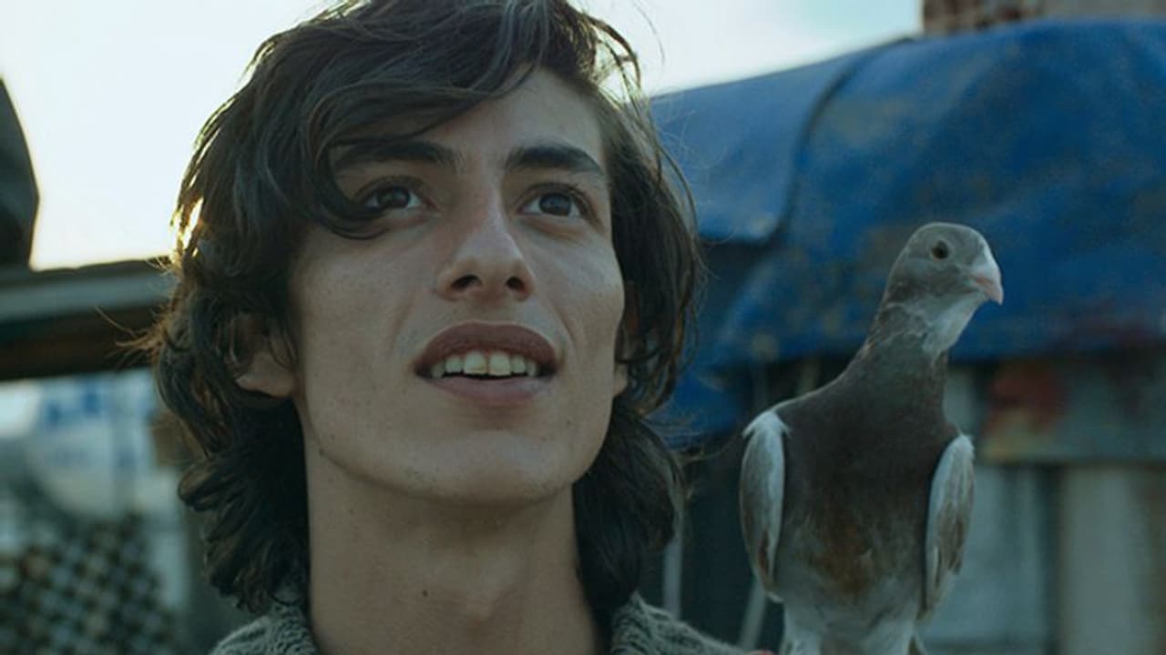 ഇതാ, തുര്‍ക്കിയില്‍ നിന്നൊരു ആര്‍ട്ട്‌ഹൗസ്‌ 'പറവ'!