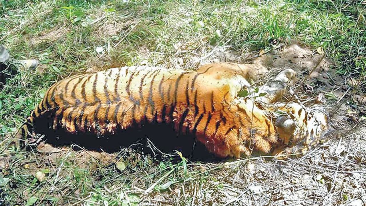 ಬಂಡೀಪುರ, ನಾಗರಹೊಳೆ ಕಾಡಿನಲ್ಲಿ 2 ಹುಲಿಗಳ ಸಾವು ಬಂಡೀಪುರ, ನಾಗರಹೊಳೆ ಕಾಡಿನಲ್ಲಿ 2 ಹುಲಿಗಳ ಸಾವು