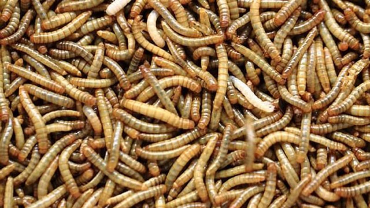 ഓന്തിനുള്ള ഭക്ഷണം കൊറിയറില്; മോഷണത്തിനിറങ്ങിയ യുവതിക്ക് ഞെട്ടല്; സിസിടിവി കുരുക്കാകും ഓന്തിനുള്ള ഭക്ഷണം കൊറിയറില്; മോഷണത്തിനിറങ്ങിയ യുവതിക്ക് ഞെട്ടല്; സിസിടിവി കുരുക്കാകും