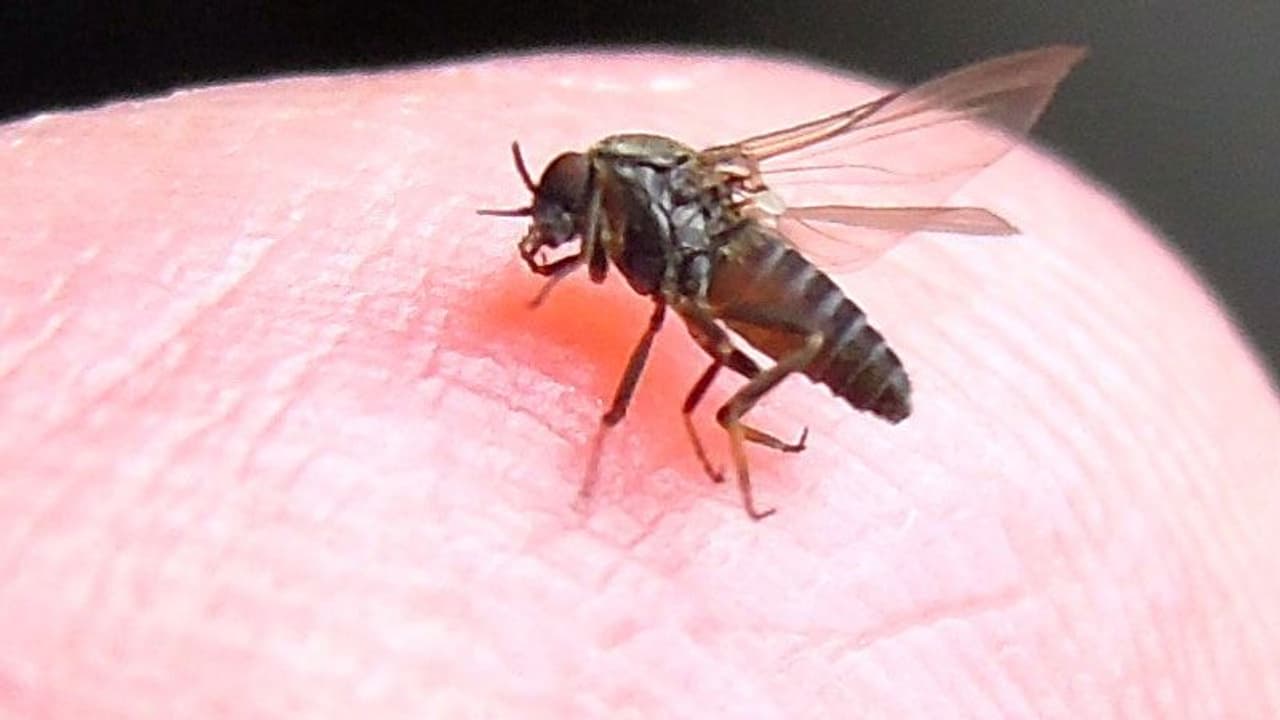 മലപ്പുറത്ത് വീണ്ടും കരിമ്പനി; ജാഗ്രതയോടെ ആരോഗ്യവകുപ്പ്; പനി സ്ഥിരീകരിച്ചത് ആദിവാസിമേഖലയിൽ മലപ്പുറത്ത് വീണ്ടും കരിമ്പനി; ജാഗ്രതയോടെ ആരോഗ്യവകുപ്പ്; പനി സ്ഥിരീകരിച്ചത് ആദിവാസിമേഖലയിൽ