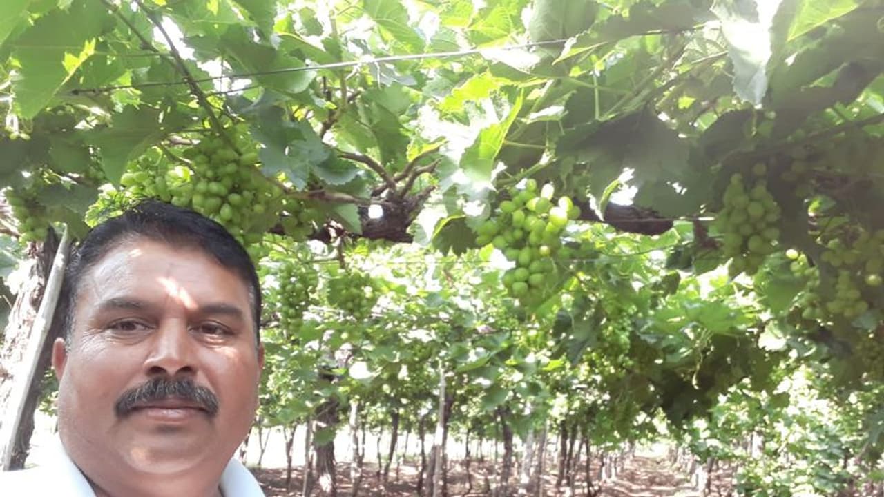 How Modi sarkar’s soil testing scheme helped Nashik retain India’s ‘wine capital’ tag