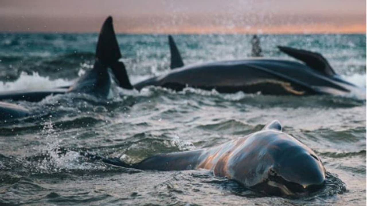 'നൂറ്റിയമ്പതോളം തിമിംഗലക്കുഞ്ഞുങ്ങള്ക്ക് നടുവില് നിസ്സഹായതയോടെ...' 'നൂറ്റിയമ്പതോളം തിമിംഗലക്കുഞ്ഞുങ്ങള്ക്ക് നടുവില് നിസ്സഹായതയോടെ...'