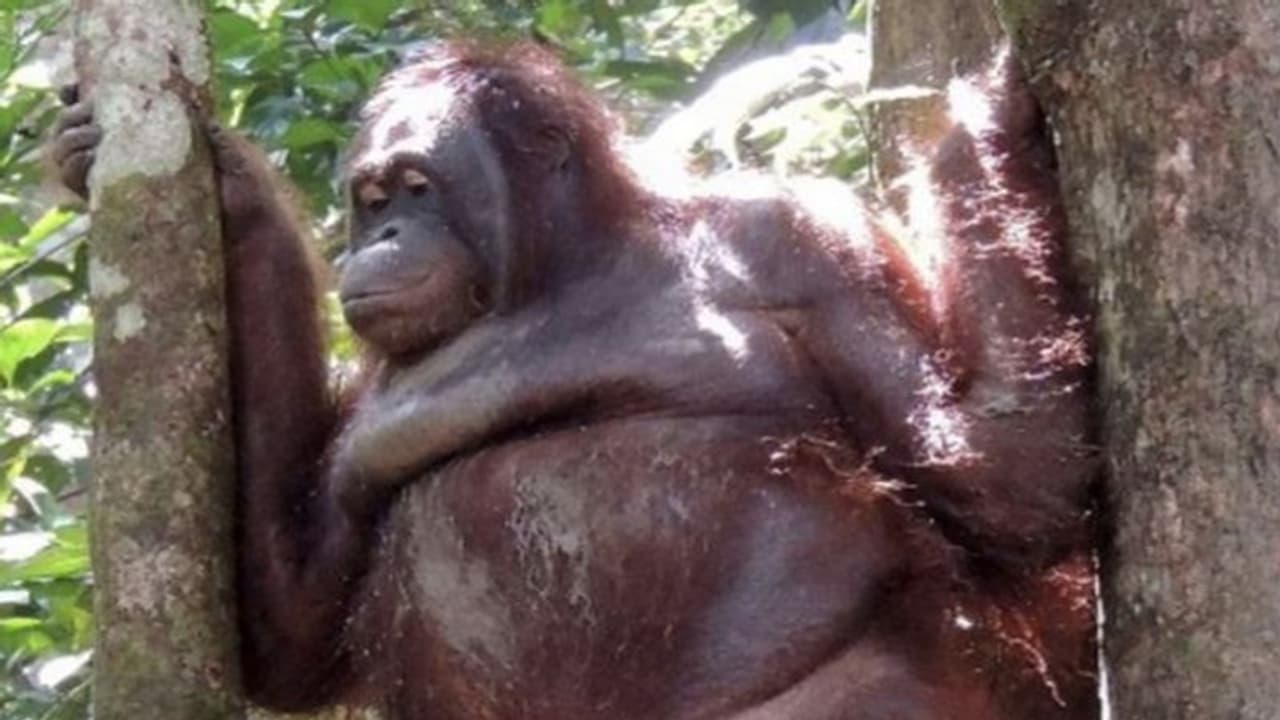 രോമങ്ങൾ വടിച്ചു, ആഭരണങ്ങൾ ധരിപ്പിച്ചു; മനുഷ്യകുരങ്ങിനെ ലൈംഗിക അടിമയാക്കിയത് ആറ് വർഷം രോമങ്ങൾ വടിച്ചു, ആഭരണങ്ങൾ ധരിപ്പിച്ചു; മനുഷ്യകുരങ്ങിനെ ലൈംഗിക അടിമയാക്കിയത് ആറ് വർഷം