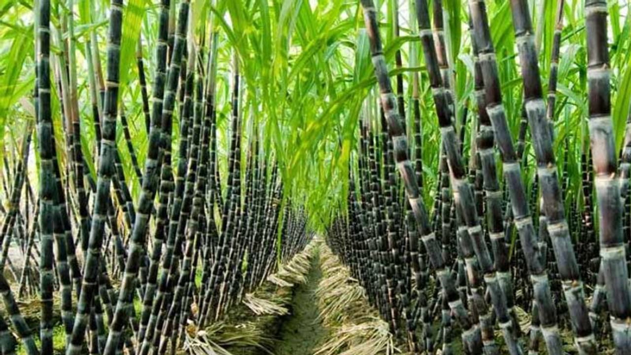 ಧಾರವಾಡ ಜಿಲ್ಲೆಯ ರೈತರ ಪಾಲಿಗೆ ಕಹಿಯಾದ ಕಬ್ಬು!