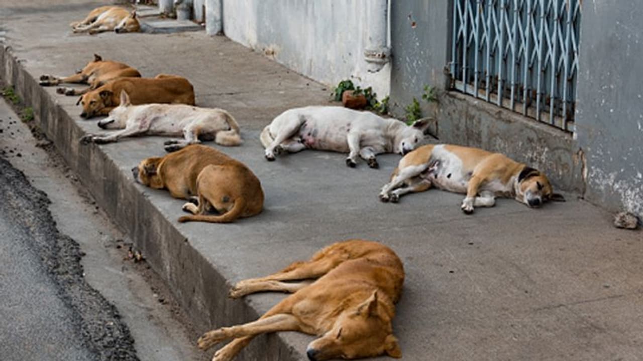തിരുവനന്തപുരത്ത് 88 തെരുവ് നായ്കളെ കൊന്ന സംഭവം: പ്രതികളെ വെറുതെ വിട്ടു 