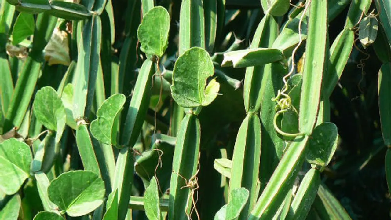 மூட்டுவலியை மட்டுமில்ல முன்ஜென்ம வினைகளையும் போக்கக்கூடிய சக்தி இந்த ''பிரண்டைக்கு'' உண்டு என்று தெரியுமா!
