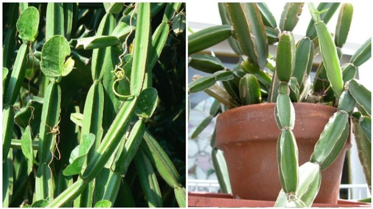 Pirandai: நூற்றுக்கணக்கான நோய்களை குணப்படுத்தும் அதிசய மூலிகை: உடனே சாப்பிடுங்கள்!