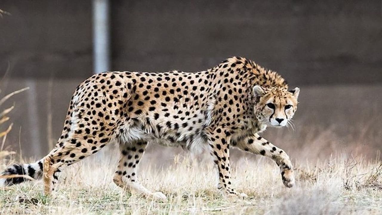 భారతగడ్డపై అడుగుపెట్టిన 12 చిరుతలు.. కునో నేషనల్ పార్క్ లో ఘన స్వాగతం.. పూర్తి వివరాలో ఇవిగో 