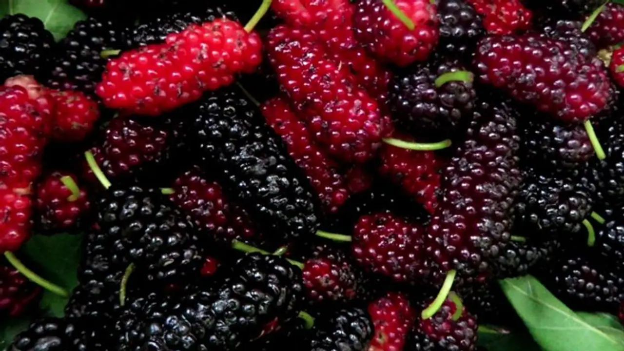 Health Tips : മുടികൊഴിച്ചിൽ കുറയ്ക്കാൻ മൾബെറി കൊണ്ടുള്ള ഹെയർ പാക്കുകൾ Health Tips : മുടികൊഴിച്ചിൽ കുറയ്ക്കാൻ മൾബെറി കൊണ്ടുള്ള ഹെയർ പാക്കുകൾ