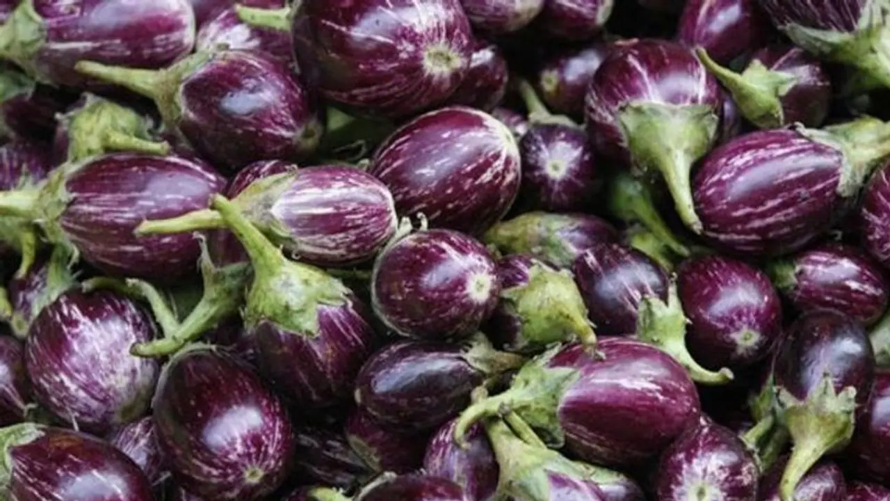 ஐயோ மீண்டும் மரபணு மாற்ற கத்தரிக்காயா..?? மனித குளத்திற்கு ஆபத்து என தலையில் அடித்துக் கதறும் வைகோ..!! ஐயோ மீண்டும் மரபணு மாற்ற கத்தரிக்காயா..?? மனித குளத்திற்கு ஆபத்து என தலையில் அடித்துக் கதறும் வைகோ..!!