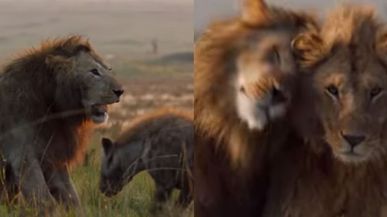 കഴുതപ്പുലികൾ വളഞ്ഞിട്ട് ആക്രമിച്ച സിംഹത്തിന് തുണയായി പെൺസിംഹം; വീഡിയോ കഴുതപ്പുലികൾ വളഞ്ഞിട്ട് ആക്രമിച്ച സിംഹത്തിന് തുണയായി പെൺസിംഹം; വീഡിയോ