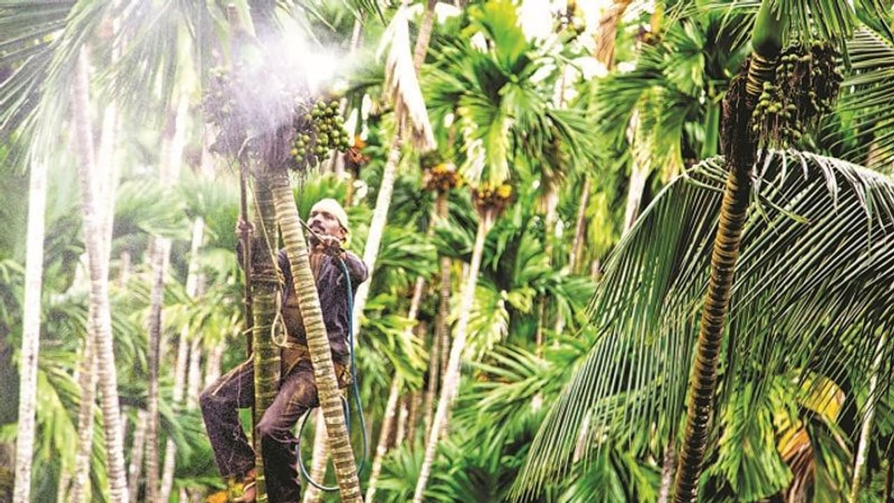 ಐದು ದಿನದಲ್ಲಿ ಅಡಕೆ ಕೊಯ್ಯಲು ಕಲಿಯಿರಿ