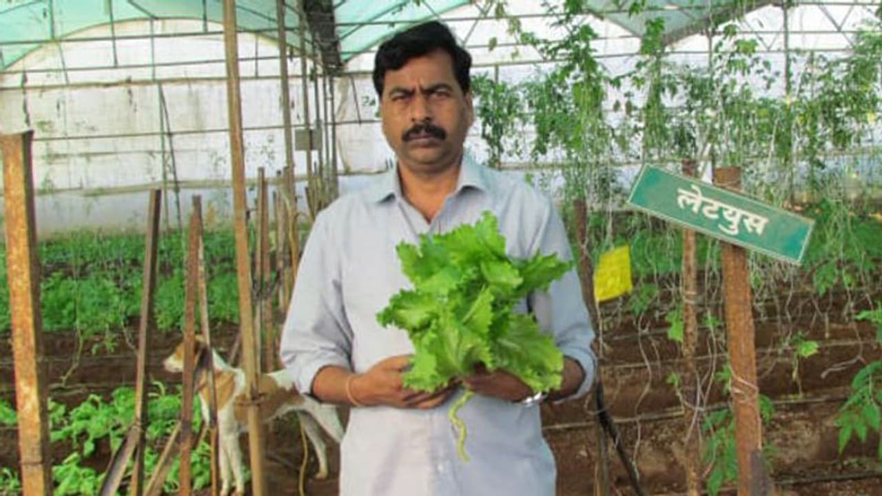 ഹൈടെക് കൃഷി പരീക്ഷിച്ചപ്പോള് ലാഭം ലക്ഷങ്ങള് ഹൈടെക് കൃഷി പരീക്ഷിച്ചപ്പോള് ലാഭം ലക്ഷങ്ങള്