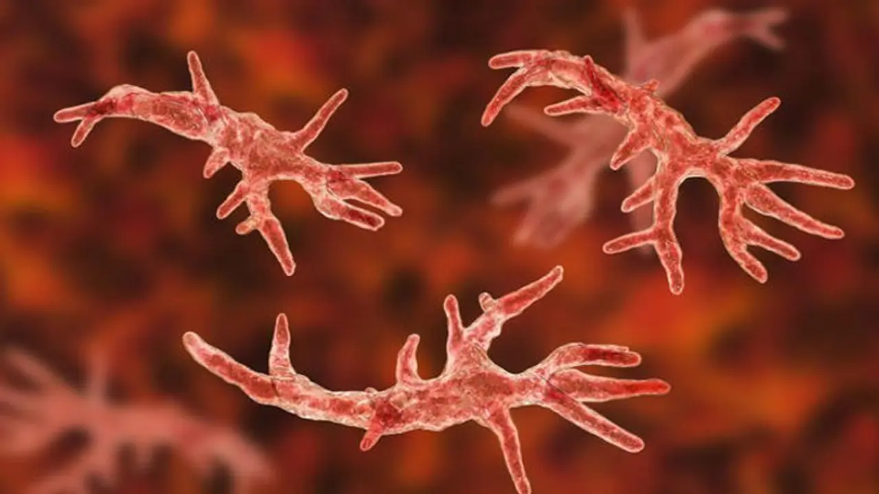 അമീബ തലച്ചോർ കാർന്ന് തിന്നു; യുവതിക്ക് ദാരുണാന്ത്യം