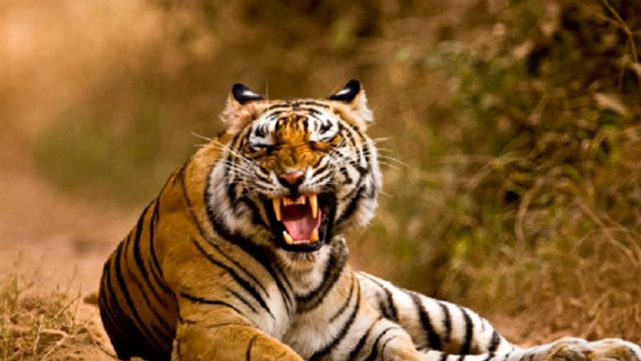 Bengal tigers may pay the price of climate change